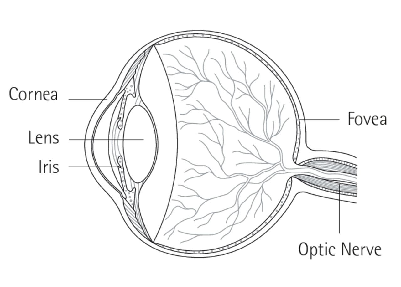 Schema des menschlichen Auges mit Hornhaut, Linse, Iris, Fovea und Sehnerv zur Erläuterung der Sehfunktion.