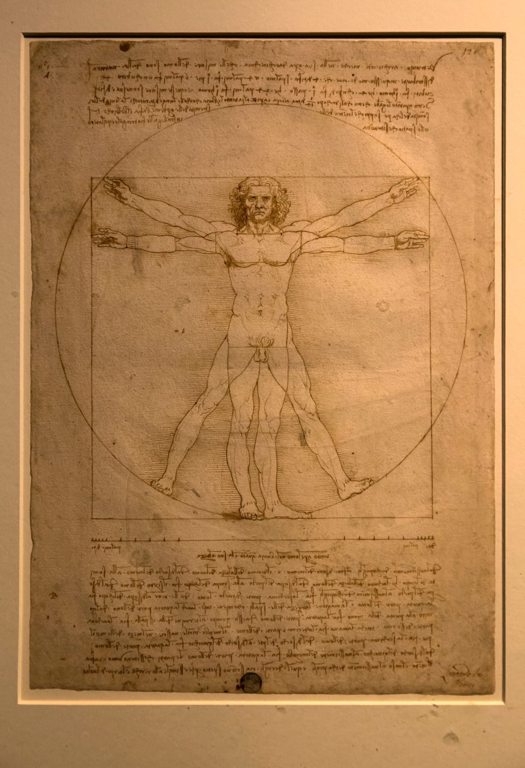 Leonardo da Vincis Vitruvianischer Mensch, ausgestellt mit LED-Beleuchtung im Palazzo Reale, Mailand.