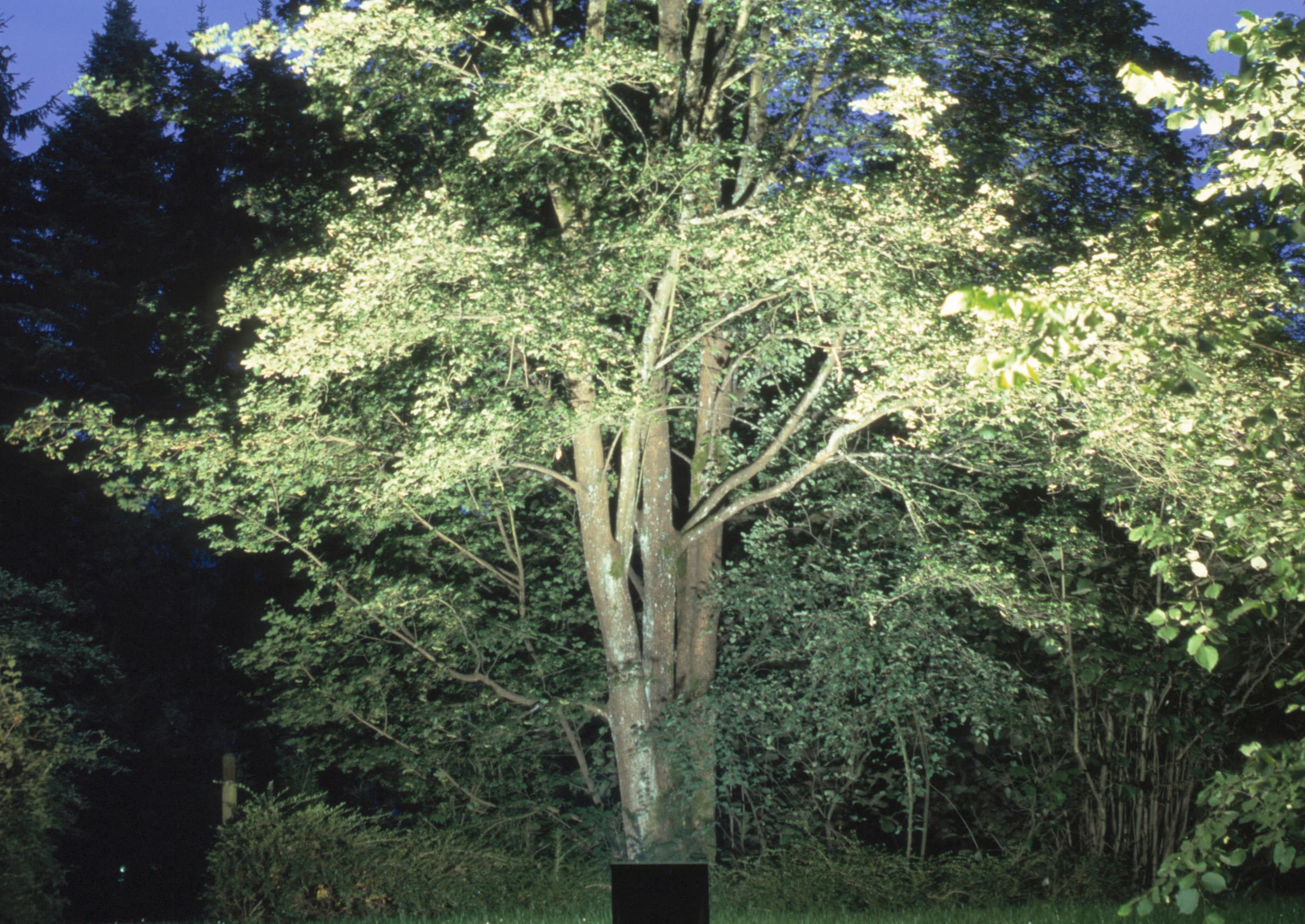 Baumbeleuchtung mit ERCO Bodeneinbauleuchte für stimmungsvolle Gartenakzente.