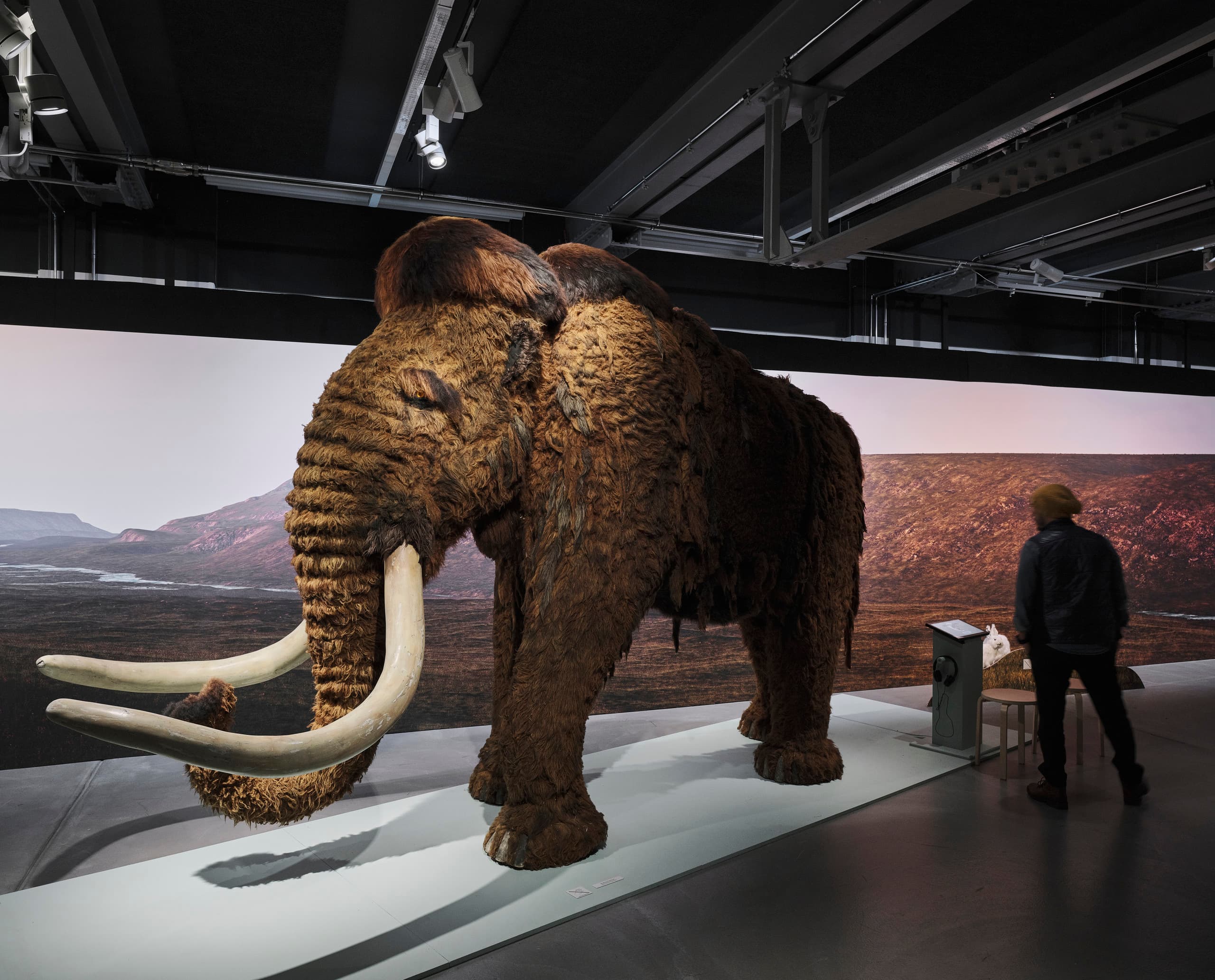 Präpariertes Mammut in Ausstellungsraum.