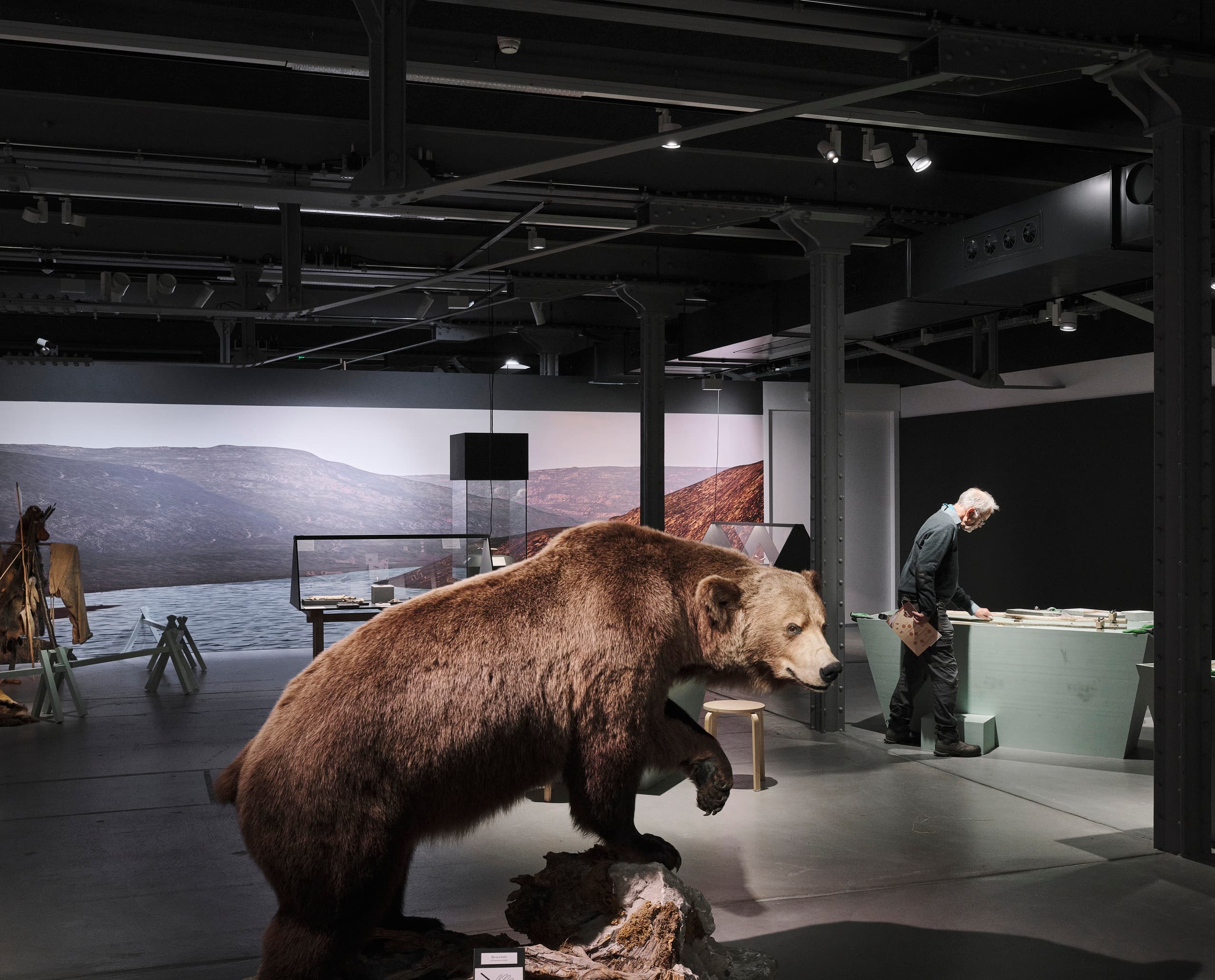 Präparierter Bär in Ausstellungsraum.