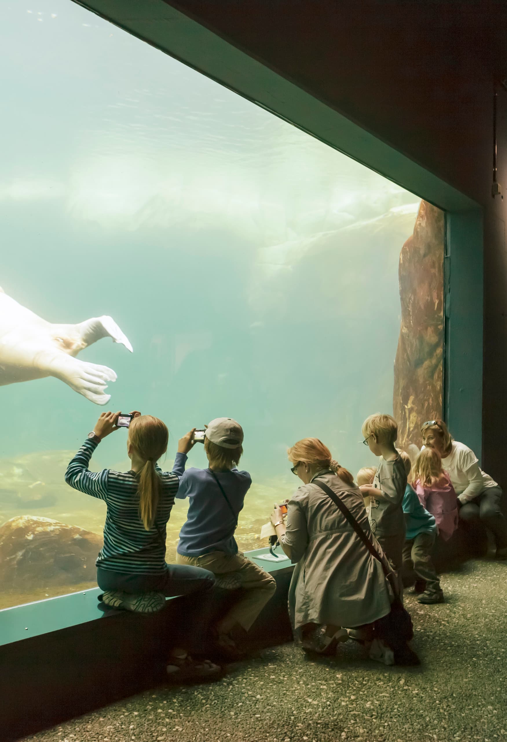 Besucher beobachten einen Walross im Arktis-Gehege des Hagenbeck Zoos, beleuchtet mit ERCO Grasshopper LED Strahlern.