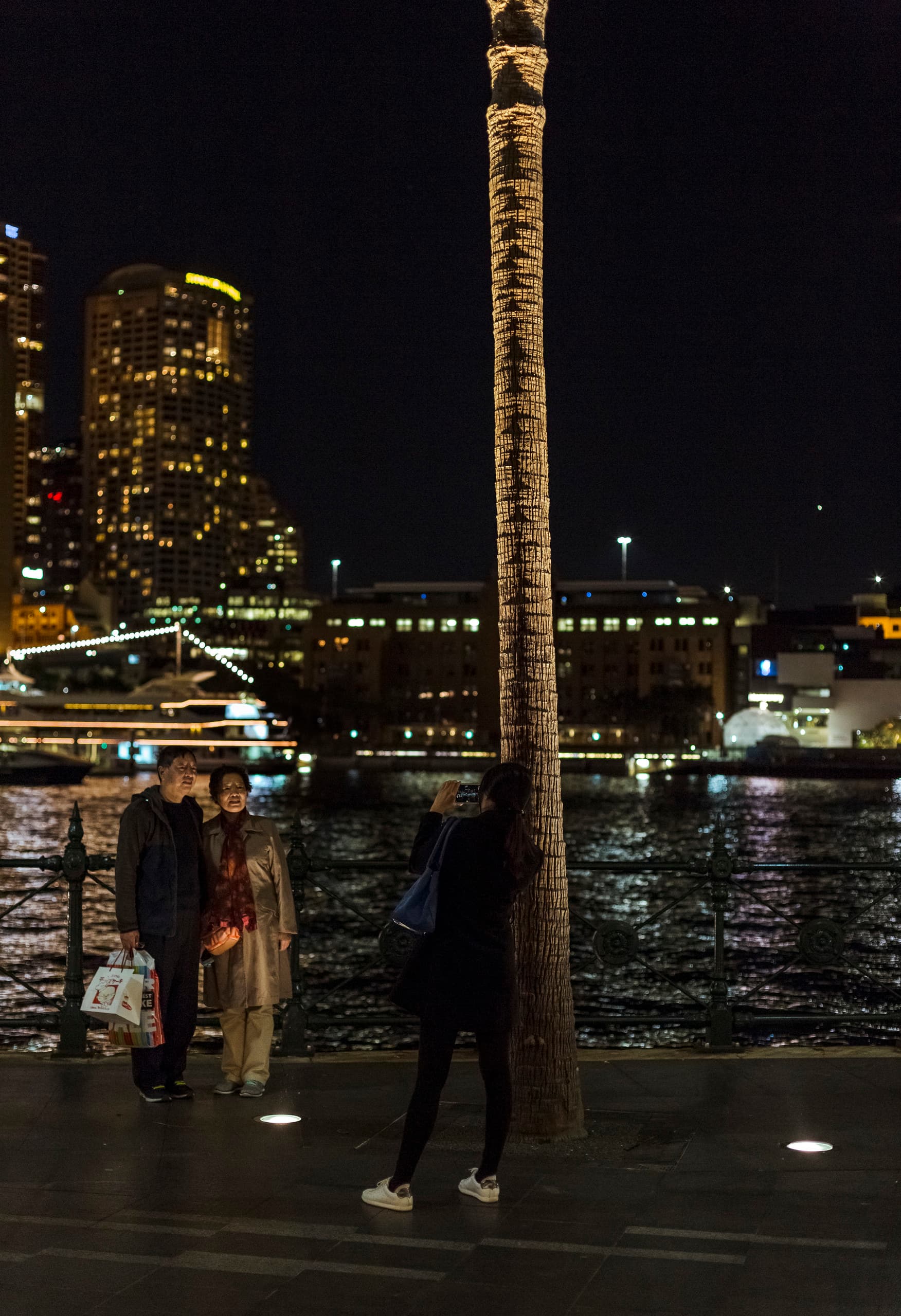 Beleuchtete Palme mit ERCO Tesis Strahlern am Circular Quay in Sydney.