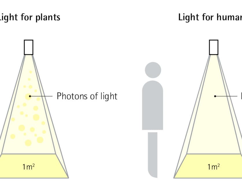Diagramm: Licht für Pflanzen (Photonen) vs. Licht für Menschen (Lichtstrom) für grüne Wände.
