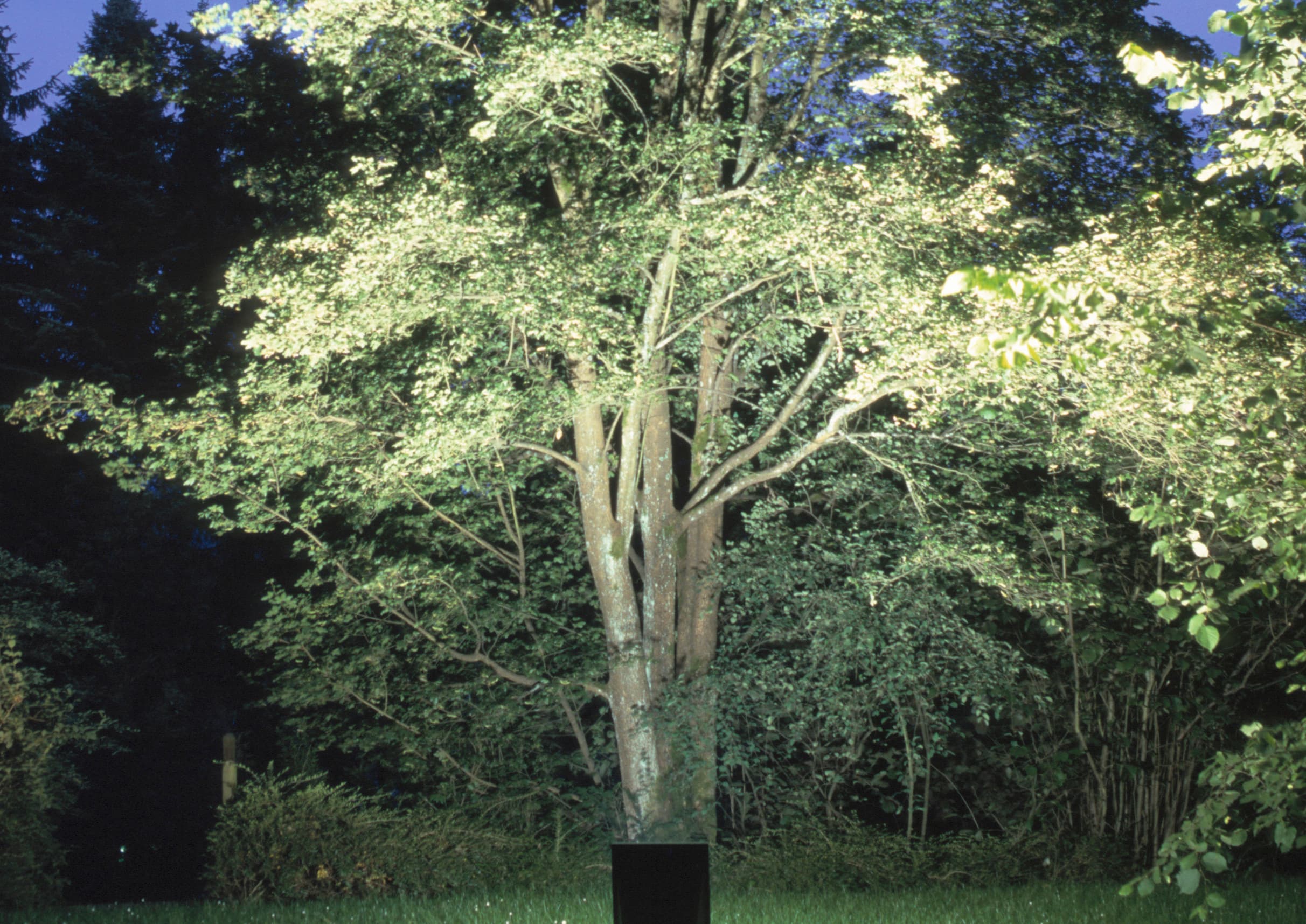 Baumbeleuchtung mit ERCO Bodeneinbauleuchte für stimmungsvolle Gartenakzente.