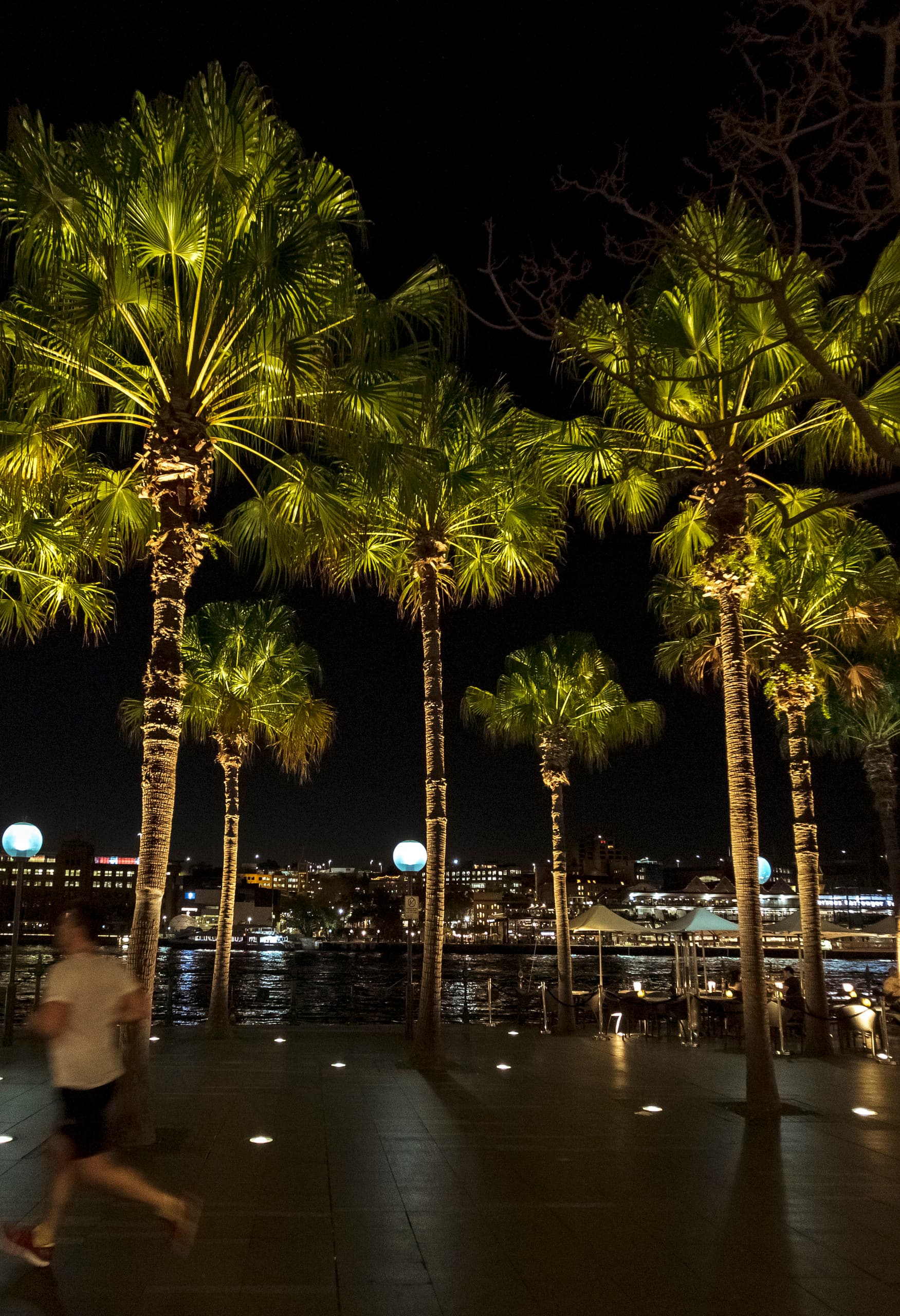 Beleuchtete Palmen am Circular Quay East in Sydney mit ERCO Bodeneinbauleuchten.