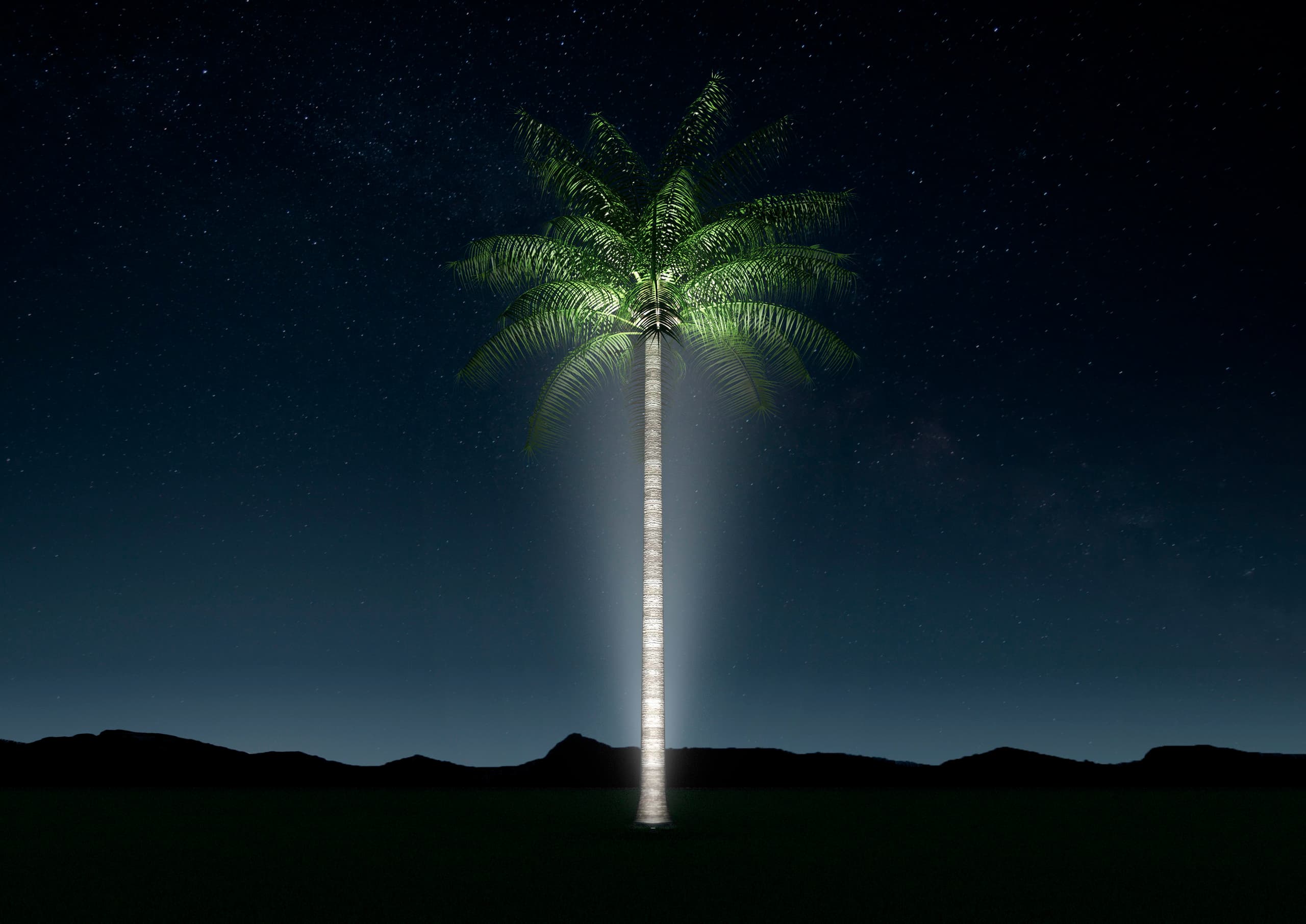 Beleuchtete Palme bei Nacht mit ERCO Bodeneinbauleuchten, die den Stamm hervorheben.