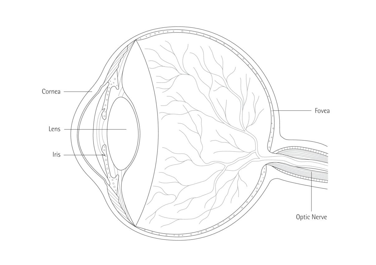 Schema des menschlichen Auges mit Hornhaut, Linse, Iris, Fovea und Sehnerv zur visuellen Wahrnehmung.