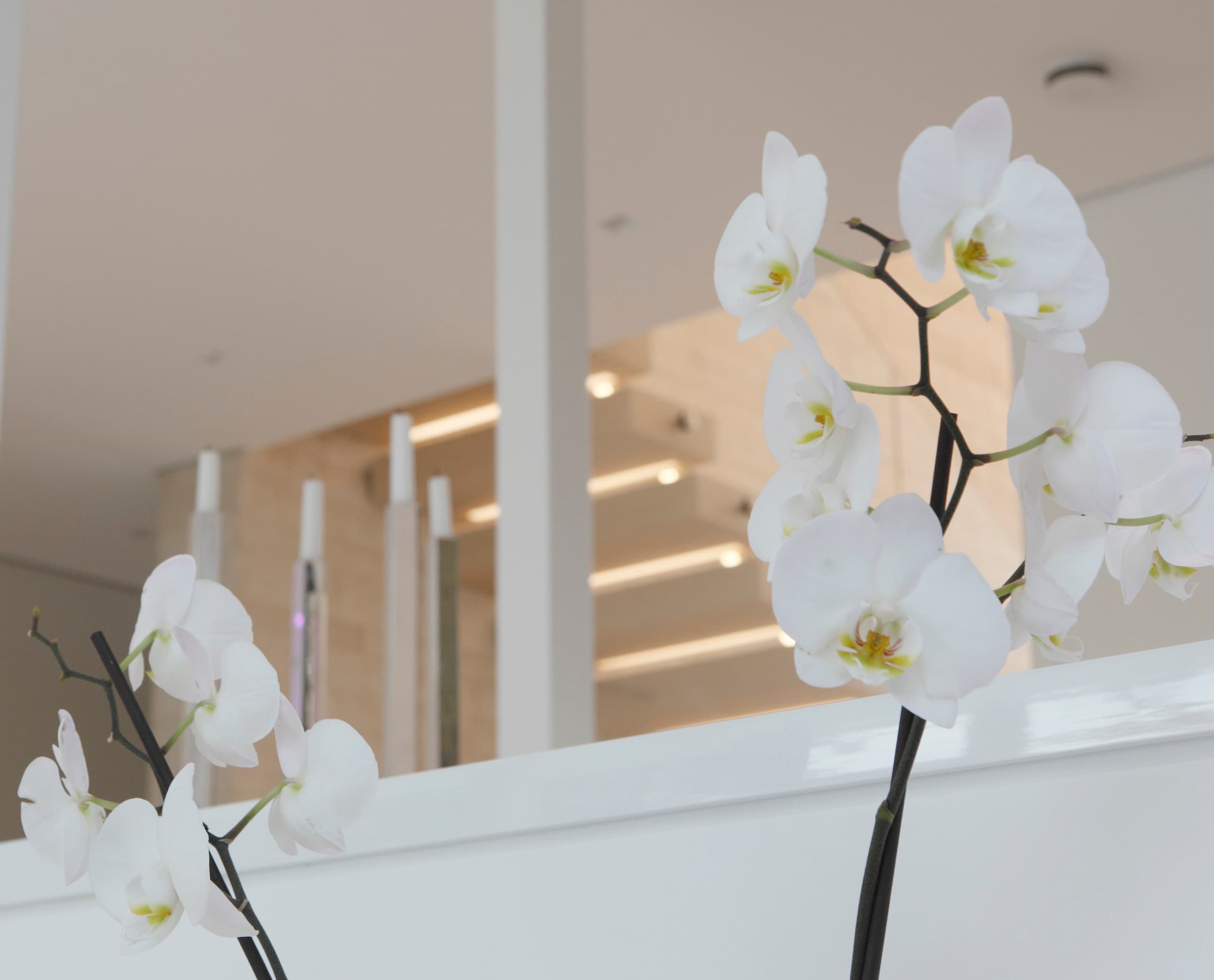 Nahaufnahme von weißen Orchideen, die in einem hellen, modernen Raum für eine angenehme Atmosphäre sorgen.