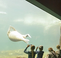 Impianto del Mar Glaciale nello Zoo di Hagenbeck, Amburgo