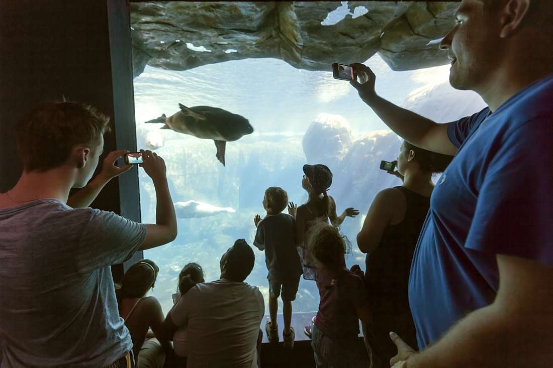 IJsmeergebied in dierentuin Hagenbeck, Hamburg