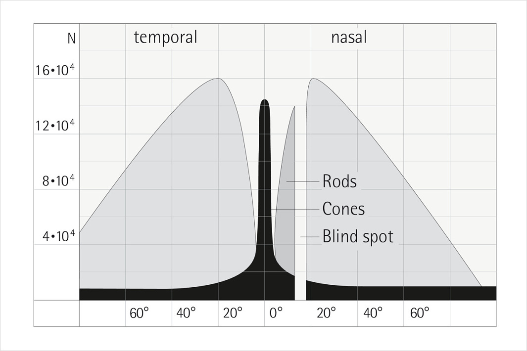 Graphical depiction of distribution of cones in the eye