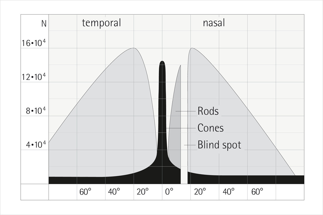 Representación gráfica de la distribución de los conos en el ojo.