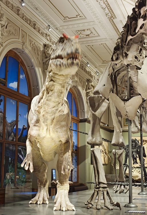 Sauriersaal im Naturhistorischen Museum Wien