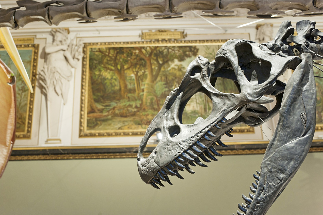 Salle des sauriens au musée dhistoire naturelle, Vienne