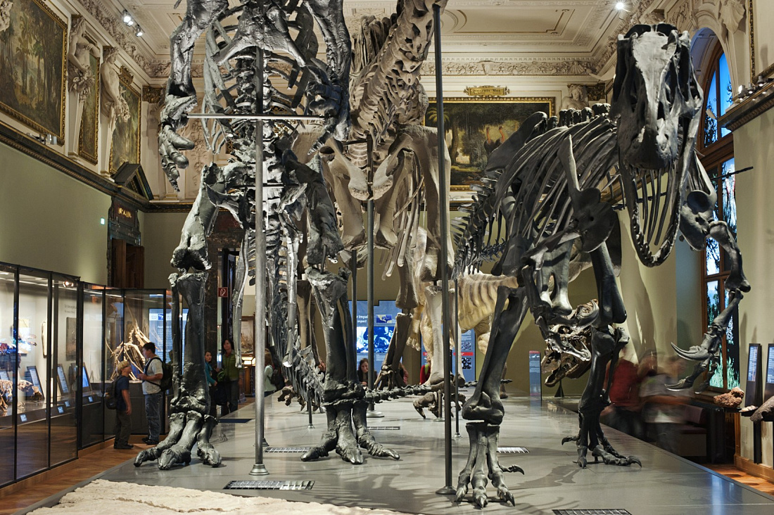Sala de saurios en el Museo de Historia Natural de Viena