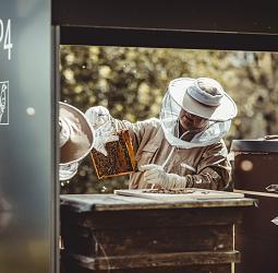A beekeeper in protective gear inspecting a honeycomb, exemplifying ERCOs commitment to biodiversity.