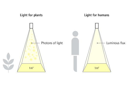 Pflanzenwand-Beleuchtung 