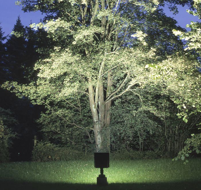 Rätt belysning av träd