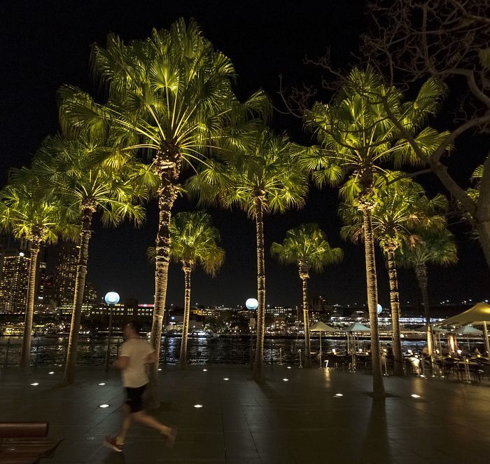 Bien mettre les arbres en lumière