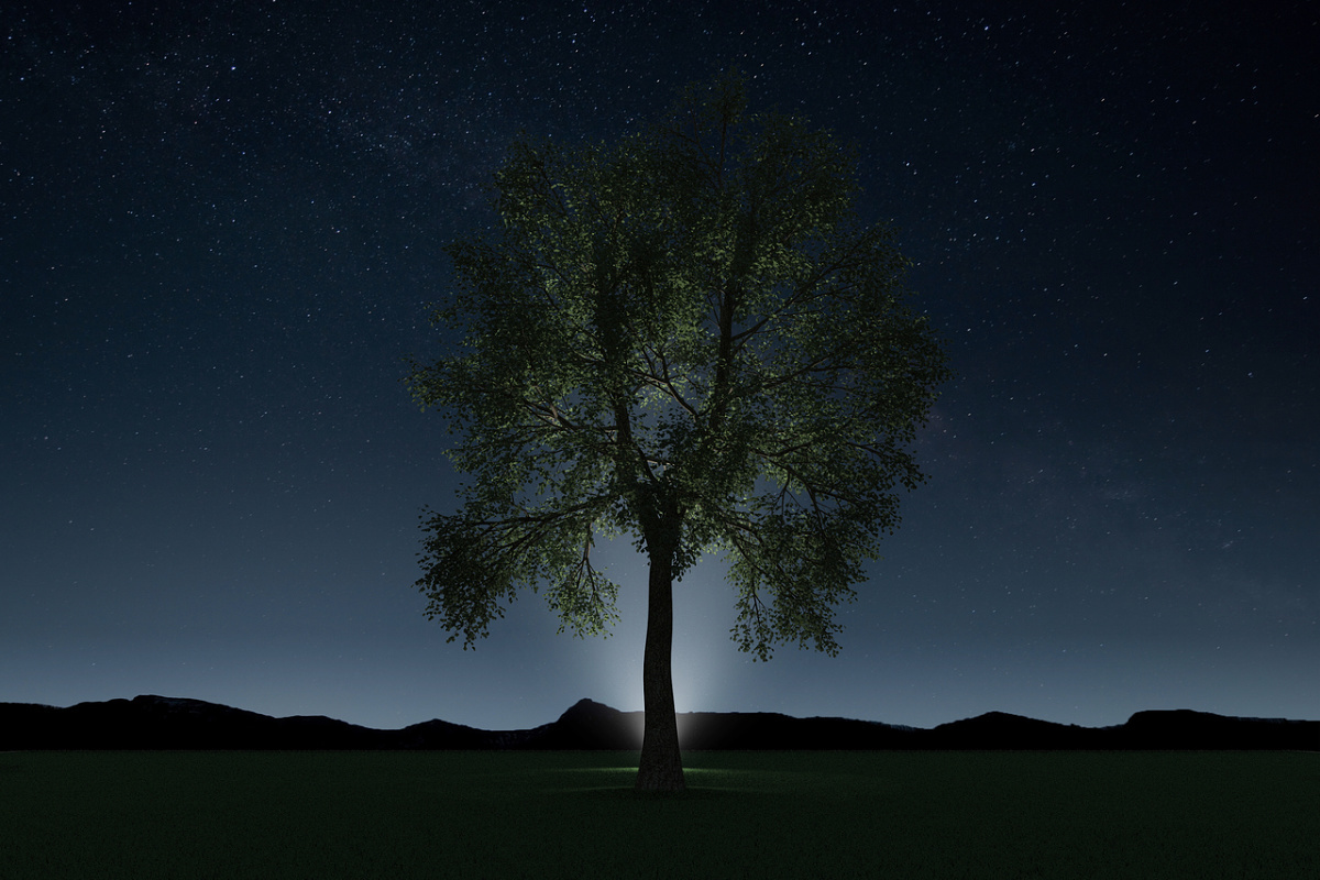 Tree lighting: correctly illuminating trees | ERCO