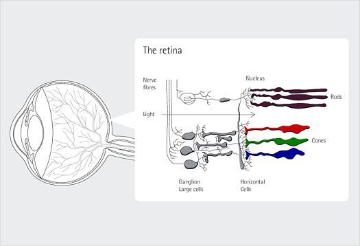 Cortisol-melatonin release cycles