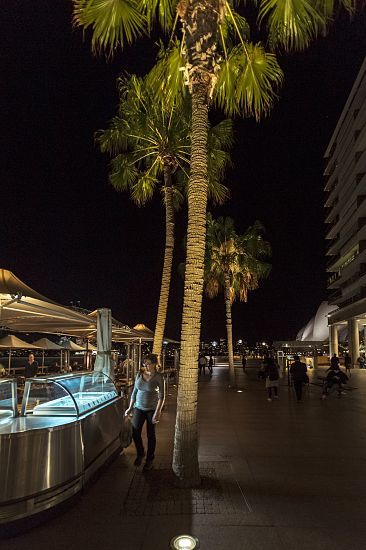 Palm Trees, Circular Quay, Sydney