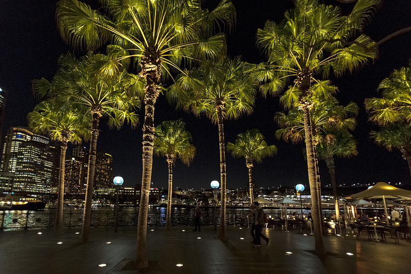 Palm Trees, Circular Quay, Sydney