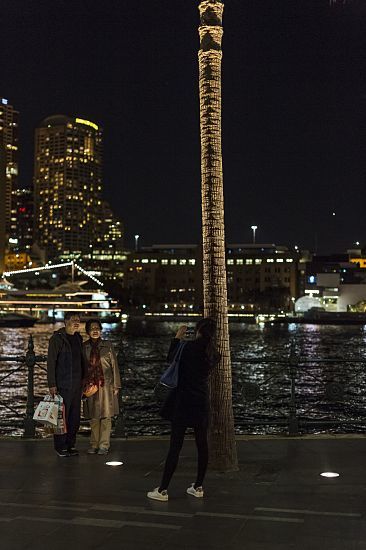 Palm Trees, Circular Quay, Sydney