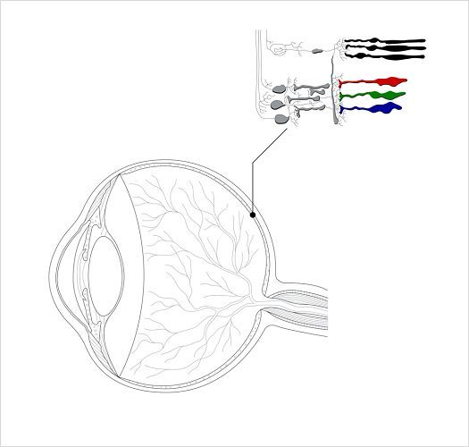 Rappresentazione dei diversi recettori nell’occhio.