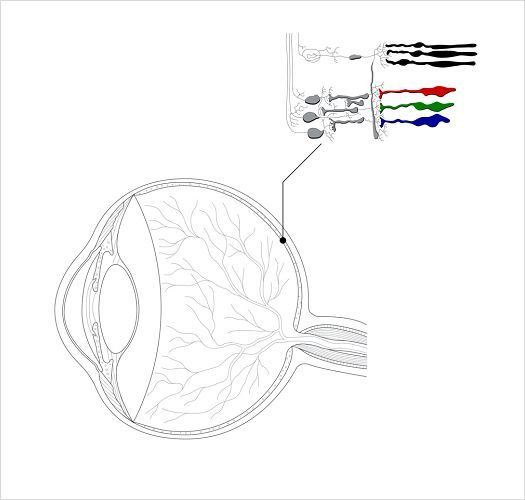 Weergave van de verschillende receptoren in het oog.