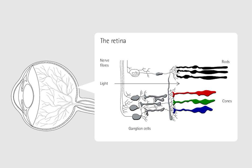 Receptors 