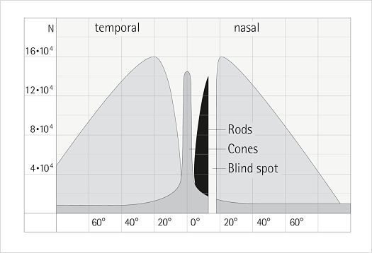 Representación gráfica de la distribución de los bastones en el ojo.