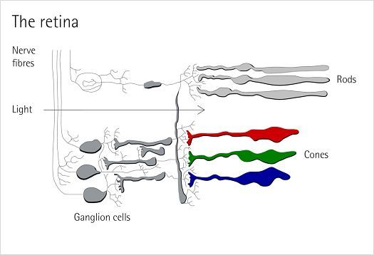 Rods (eye): Illustration depicts the location of the receptor cells.