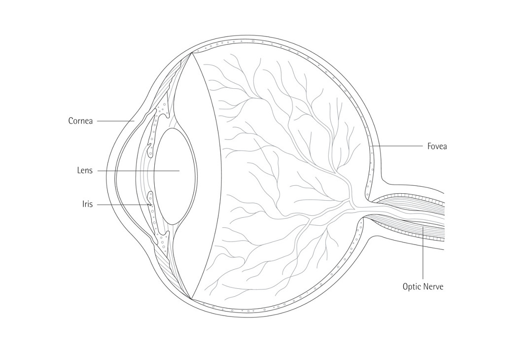 Het menselijk oog: grafische weergave van de opbouw