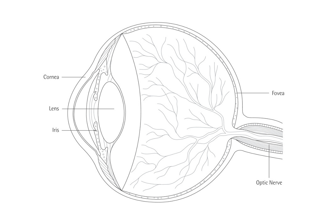 Det mänskliga ögat: Grafik över uppbyggnaden.