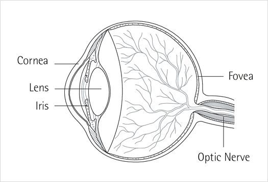 The human eye: structural depiction.