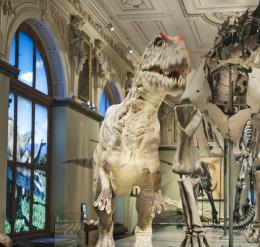 Salle des sauriens au musée d'histoire naturelle, Vienne