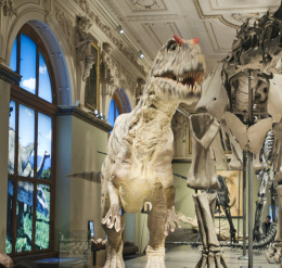 Dinosaur Hall at the Museum of Natural History Vienna